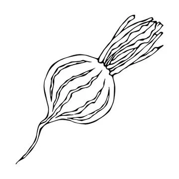 Ripe Beet - Half of Beetroot, Cut Beet Slices. Fresh Vegetable Salad. Hand Dr Illustrazione stock