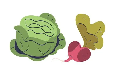 Ripe Beetroot and Cabbage Vegetable as Seasonal Harvesting and Yield Vector Stock Illustration