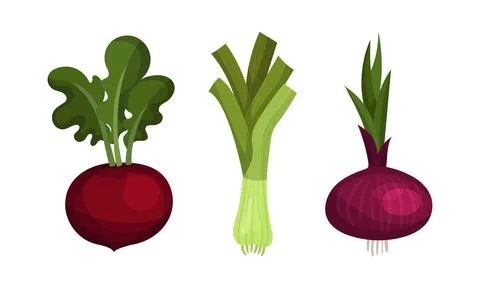 Ripe Beetroot and Onion Vegetable as Healthy Raw Food and Garden Cultivar Stock Illustration