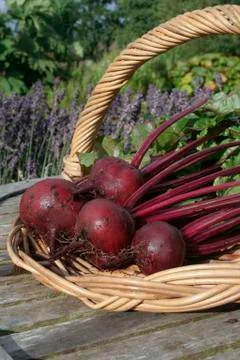 Ripe beetroot bunch Stock Photos