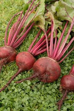 Ripe beetroot bunch Stock Photos