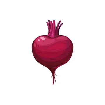 Ripe beetroot, fresh beet vector vegetable, plant Stock Illustration