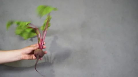 Ripe beetroot with green bot in a man's hand on a gray background Video stock 137864952