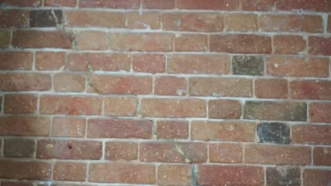 Ripe beetroot with green bot in a man's hand Video stock 137864975