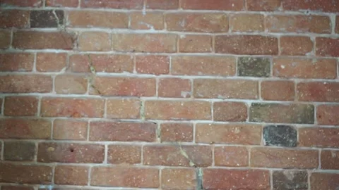 Ripe beetroot with green bot in a man's hand Video stock 137865000