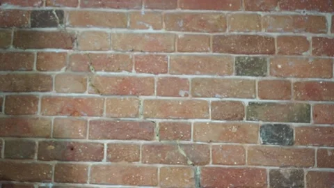 Ripe beetroot with green bot in a woman's hand Video stock 137864846