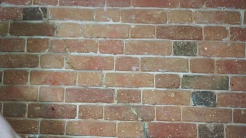 Ripe beetroot with green bot in a woman's hand Video stock 137864870