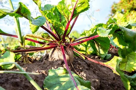 Ripe beetroot grows in the ground at the vegetable garden Stock Photos