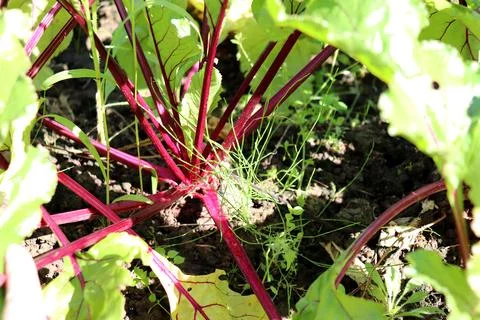 A ripe beetroot with its greens visible above the garden bed on a sunny eveni Stock Photos