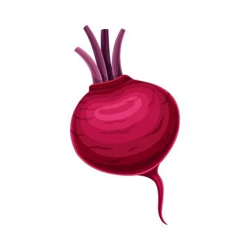 Ripe Beetroot Vegetable as Healthy Raw Food and Garden Cultivar Closeup Vector Stock Illustration