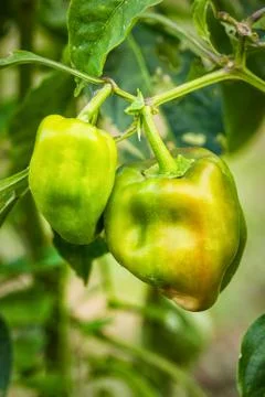Ripe bell pepper Stock Photos