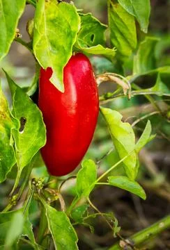 Ripe bell pepper Stock Photos