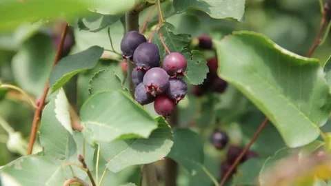 Ripe berries Amelanchier Stock Footage 77957654