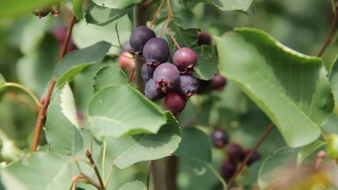 Ripe berries Amelanchier Stock Footage 78143042