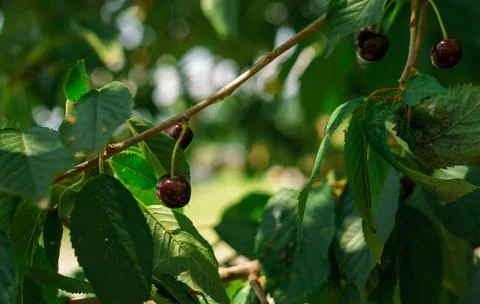 Ripe berries of a cherry tree on tree branches. Growing cherries. Cherry berr Stock Photos