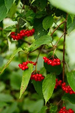 Ripe berries of the elder, or the red elder, or common elder, or racemose eld Stock Photos