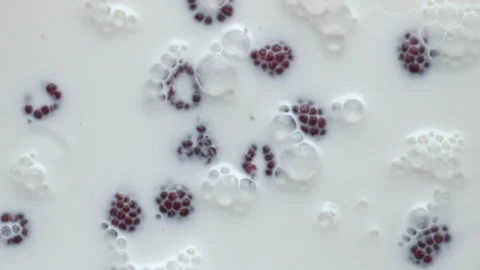 Ripe berries floating bubbled milk closeup. Organic raspberry foaming cocktail 動画素材 219268683