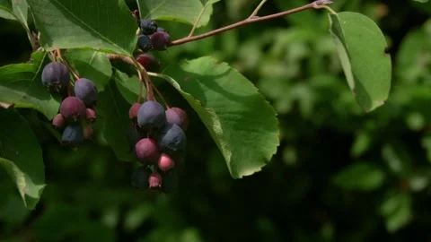 Ripe berries hanging on a branch Stock Footage 250068981