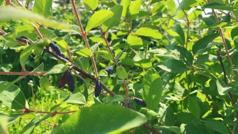 Ripe berries of honeysuckle Stock Footage 155669885