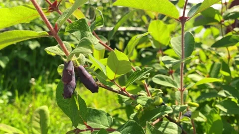 Ripe berries of honeysuckle Stock Footage 155669888