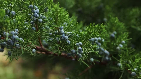 Ripe berries on a juniper bush. Stock Footage