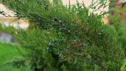 Ripe berries on a juniper bush. Stock Footage 238694968