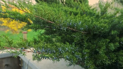 Ripe berries on a juniper bush. Stock Footage 238694994