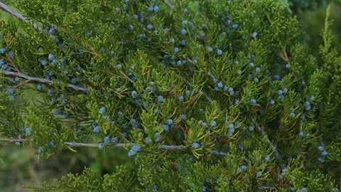 Ripe berries on a juniper bush. Stock Footage 238695347