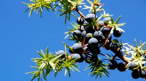 Ripe berries on juniper tree Stock Footage