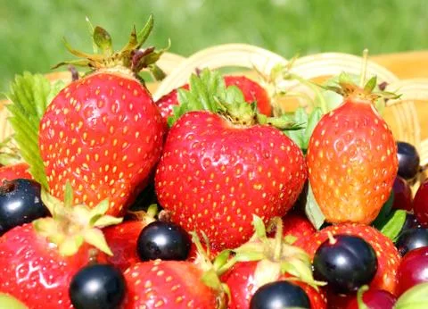 Ripe berries Stock Photos
