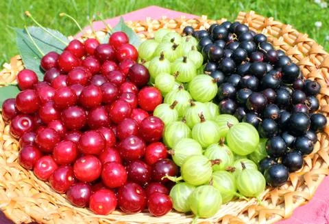 Ripe berries Stock Photos