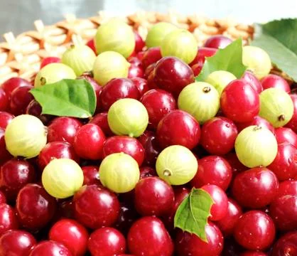 Ripe berries Stock Photos