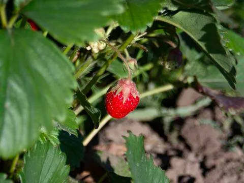 Ripe berries Stock Photos