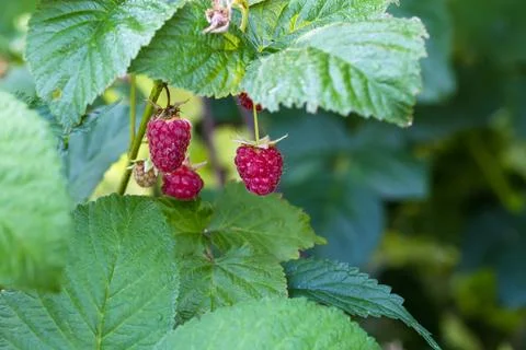 Ripe berries of the raspberry on a branch Stock Photos