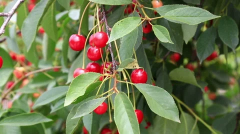 Ripe berries of sweet cherry on branches close up Stock Footage 63662515