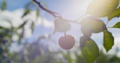 Ripe berries of sweet cherry. Close up. Stock Footage 77617547