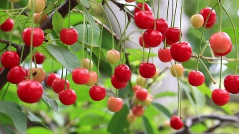 Ripe berries of sweet cherry Stock Footage 74516813
