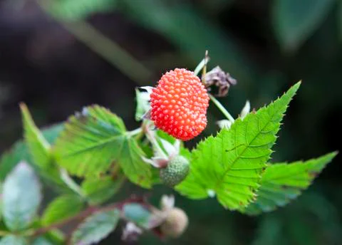 Ripe berry of a raspberry (Rubus) Stock Photos