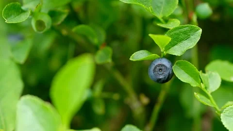 Ripe berry on the right with an empty field on the left on a green background Stock Footage 132897966