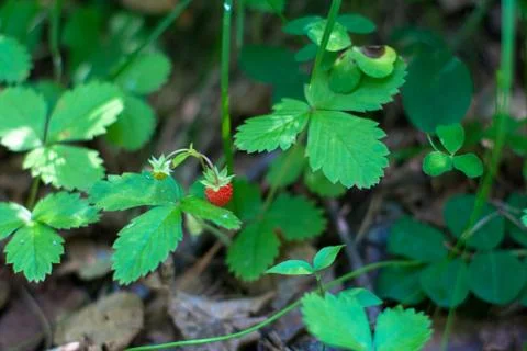 A ripe berry of wild strawberry among leaves Stock Photos