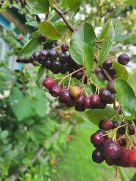 Ripe Bird Cherry Berries on Tree Branch Stock Photos