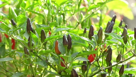 Ripe Birds Eye Chilies Growing in a Sunlit Garden in Vietnam Stock Footage 327534053