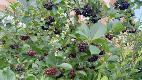 Ripe black aronia berries in clusters on green bush with leaves outdoors Video stock 342438167