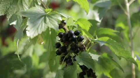 Ripe black berries Stock Footage 64519361