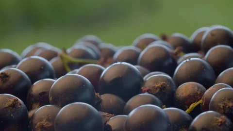 Ripe black currant berries Stock Footage 137634967