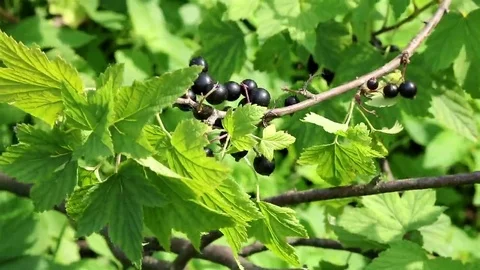Ripe black currant branch Stock Footage 69100944