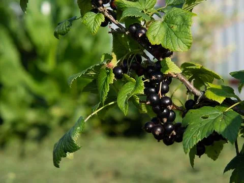 Ripe black currant on a branch in summer on a blurred natural background Stock-Fotos