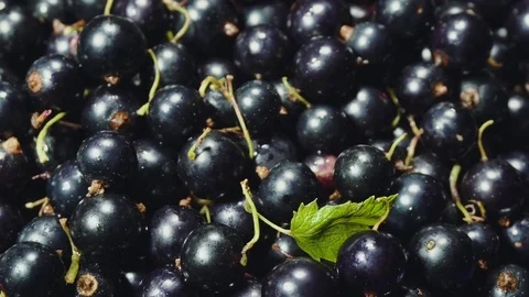 Ripe black currant. Stock Footage 77806552