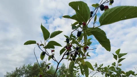 Ripe black mulberries growing on tree branch against cloudy blue sky stock video Video stock 345686097