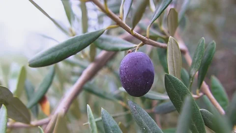 Ripe black olives on olive tree branch. Olive tree swaying in the wind. Stock Footage 102778545